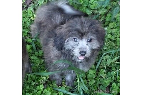 成約済の岐阜県のミックス犬-337729