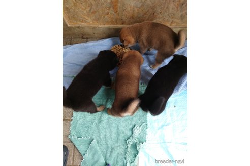 成約済の栃木県の柴犬-337726の2枚目