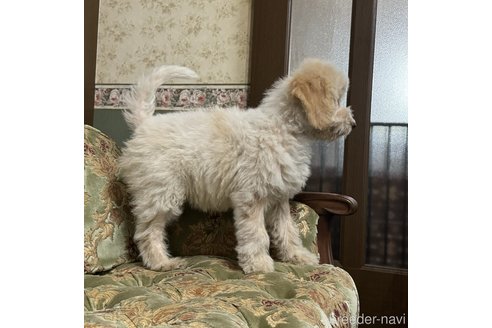 成約済の三重県のロマーニャウォータードッグ(ラゴット)-328057の2枚目