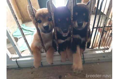 成約済の栃木県の柴犬-337734の2枚目