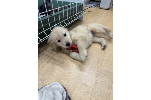 成約済の千葉県のゴールデンレトリーバー-329455の2枚目