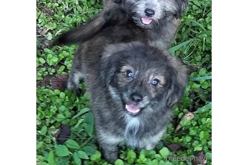 成約済の岐阜県のミックス犬-337731の3枚目