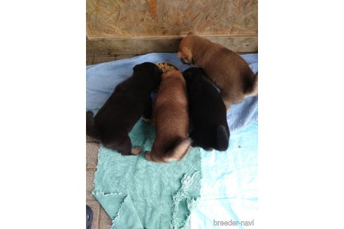 成約済の栃木県の柴犬-337741の2枚目