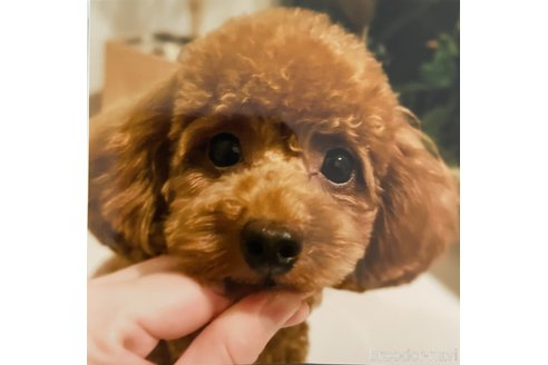 ローラちゃんちゃん1枚目