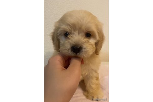 成約済の愛知県のマルックス:マルチーズ×ミニチュアダックスフンド-337763