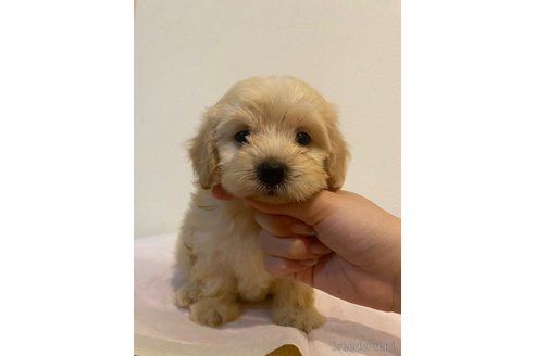 成約済の愛知県のマルックス:マルチーズ×ミニチュアダックスフンド-337763の4枚目