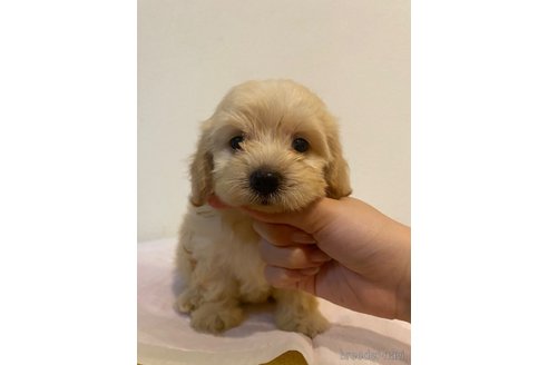 成約済の愛知県のマルックス:マルチーズ×ミニチュアダックスフンド-337763の7枚目