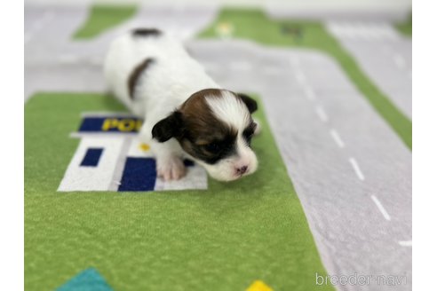 成約済の愛知県のパピヨン-337787の6枚目