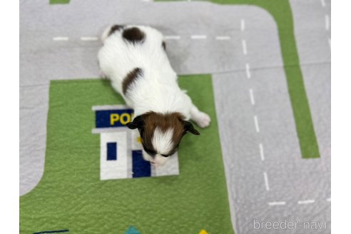 成約済の愛知県のパピヨン-337787の2枚目