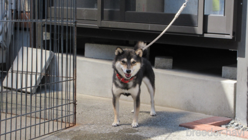 大分の黒力姫ちゃん1枚目