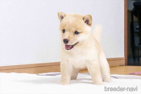 成約済の大分県の豆柴-337789の5枚目