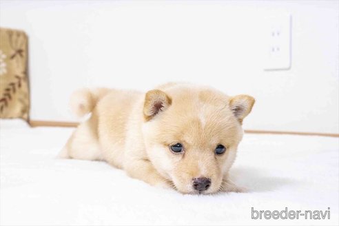 成約済の大分県の豆柴-337789の4枚目
