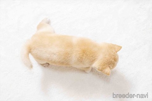 成約済の大分県の豆柴-337789の3枚目
