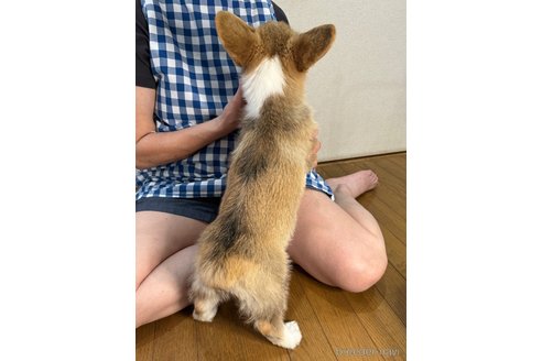 成約済の栃木県のウェルシュコーギーペンブローク-337808の3枚目