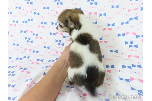 成約済の千葉県のチワワ(ロングコート)-329492の10枚目