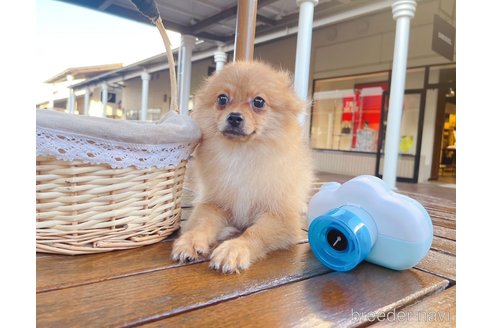 成約済の千葉県のポメラニアン-321696の2枚目