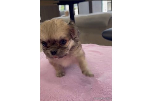 成約済の福岡県のミックス犬-337820の3枚目