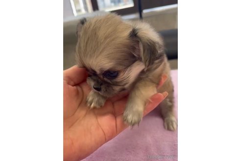 成約済の福岡県のミックス犬-337820の4枚目