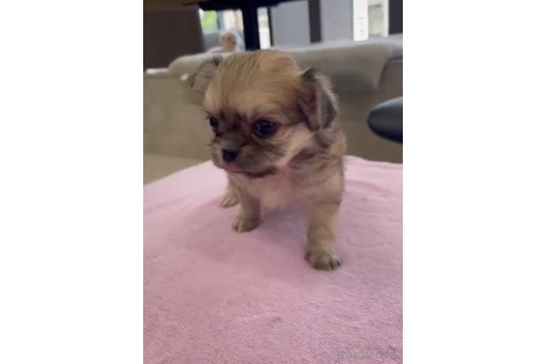 成約済の福岡県のミックス犬-337820の5枚目