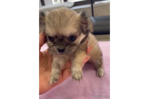 成約済の福岡県のミックス犬-337820の2枚目