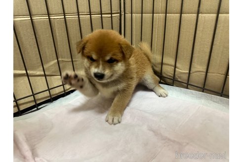 成約済の熊本県の豆柴-334266の2枚目
