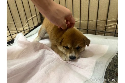 成約済の熊本県の豆柴-334266の3枚目