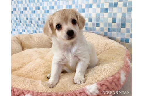 成約済の福岡県のミックス犬-329053の1枚目