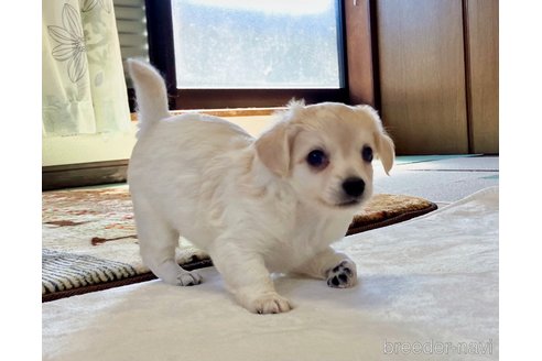 成約済の福岡県のミックス犬-329053の7枚目