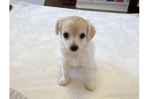 成約済の福岡県のミックス犬-329053の9枚目