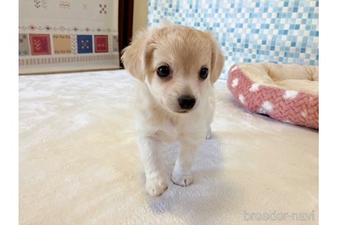 成約済の福岡県のミックス犬-329053の10枚目