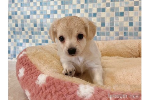 成約済の福岡県のミックス犬-329053の8枚目