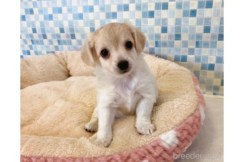 成約済の福岡県のミックス犬-329053の3枚目
