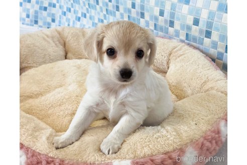 成約済の福岡県のミックス犬-329053の2枚目