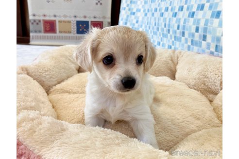 成約済の福岡県のミックス犬-329053の4枚目