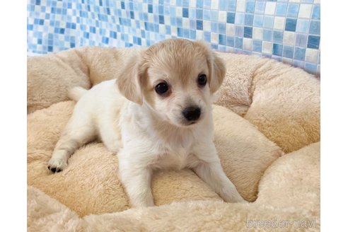 成約済の福岡県のミックス犬-329053の5枚目
