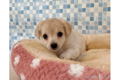 成約済の福岡県のミックス犬-329053の6枚目