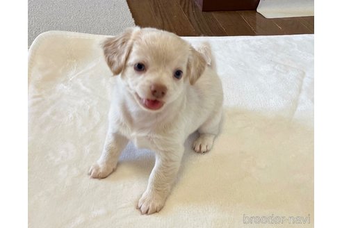 成約済の福岡県のミックス犬-329054の14枚目