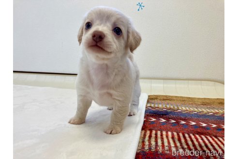 成約済の福岡県のミックス犬-329054の13枚目