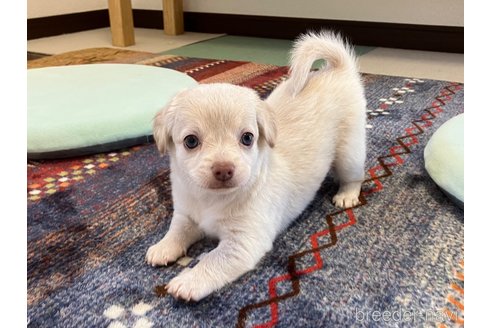 成約済の福岡県のミックス犬-329054の12枚目
