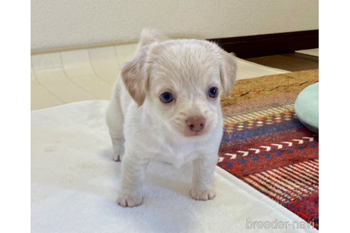 成約済の福岡県のミックス犬-329054の11枚目