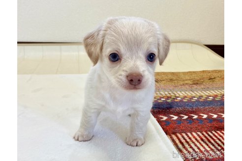 成約済の福岡県のミックス犬-329054の10枚目