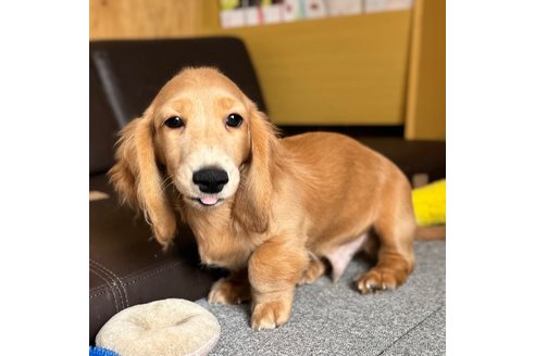 成約済の埼玉県のミニチュアダックスフンド(ロングヘアード)-329157の11枚目