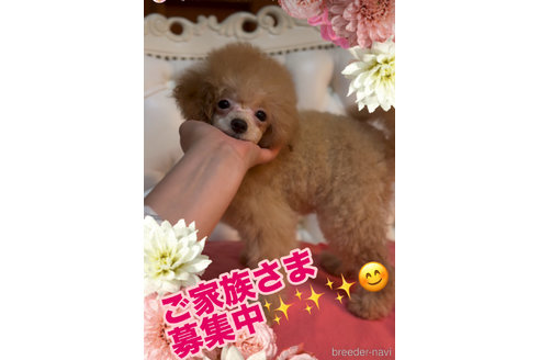 成約済の香川県のタイニープードル-319092の3枚目