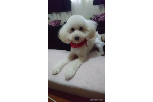 モモちゃん1枚目