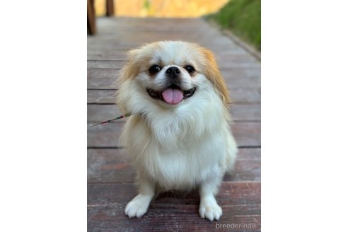 成約済の山口県のミックス犬-281569の4枚目