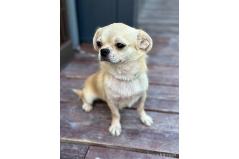 成約済の山口県のミックス犬-266010の2枚目