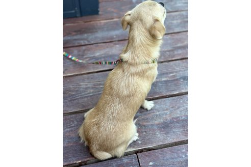 成約済の山口県のミックス犬-266010の4枚目