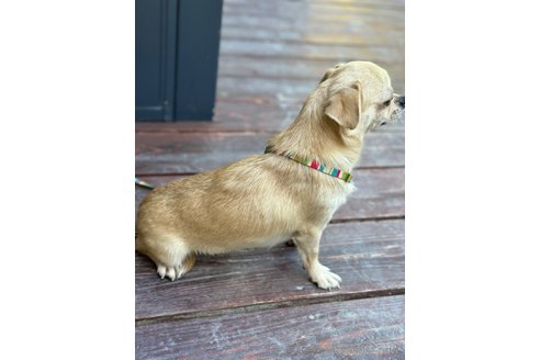 成約済の山口県のミックス犬-266010の5枚目