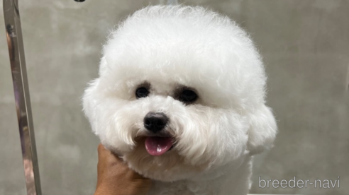 ののその他の犬種-