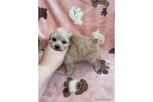 成約済の山形県のマルプー:マルチーズ×トイプードル-337891の2枚目